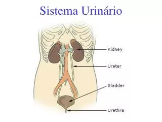 sistema urin rio
