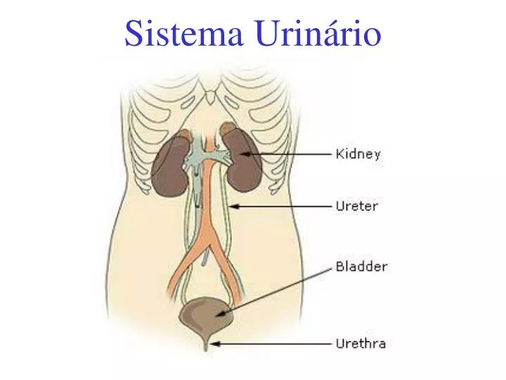 sistema urin rio