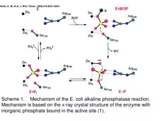 Holtz, K. M. et al. J. Biol. Chem. 1999;274:8351-8354