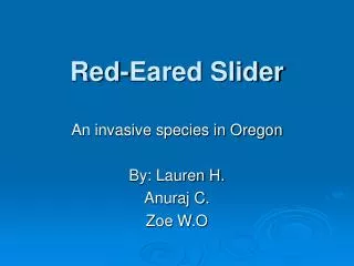 Red-Eared Slider