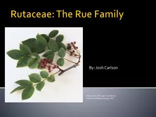 Rutaceae : The Rue Family