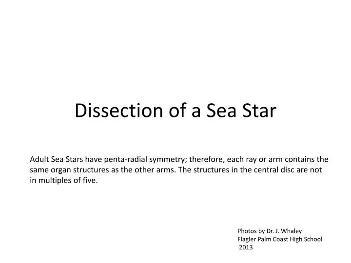 dissection of a sea star