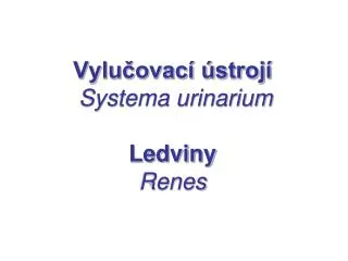 vylu ovac stroj systema urinarium ledviny renes
