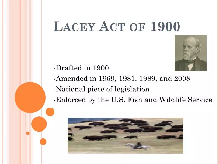lacey act of 1900