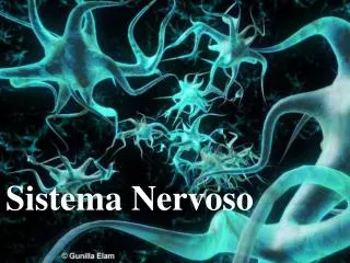 sistema nervoso