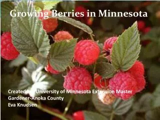 Created by: University of Minnesota Extension Master Gardener-Anoka County Eva Knudsen