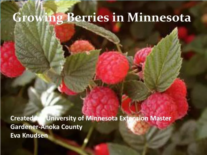 created by university of minnesota extension master gardener anoka county eva knudsen