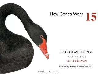 How Genes Work