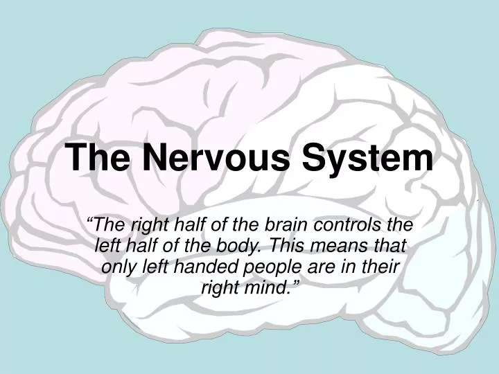 the nervous system