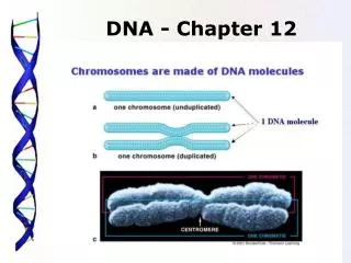 DNA - Chapter 12