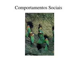 comportamentos sociais
