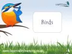 Birds - slide 1