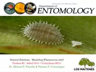 Natural Solutions - Mealybug (Planococcus citri) Product #2 - Inbiol (5%) + Verticilium (95%)