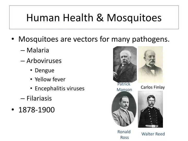 human health mosquitoes