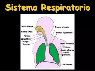 sistema respiratorio