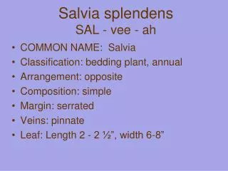 Salvia splendens SAL - vee - ah