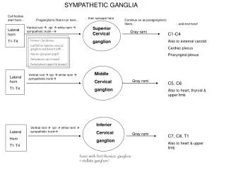 Superior Cervical ganglion