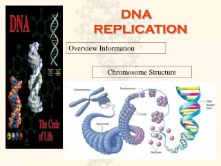 DNA REPLICATION