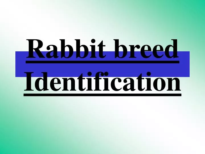 rabbit breed identification
