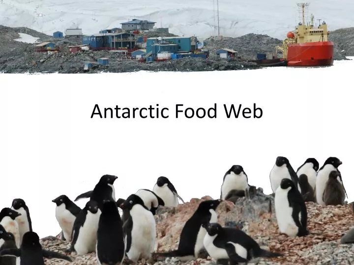 antarctic food web