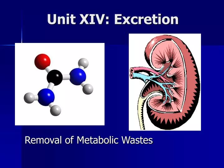 unit xiv excretion