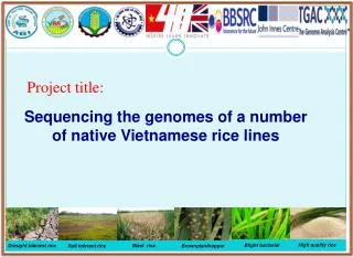 Sequencing the genomes of a number of native Vietnamese rice lines