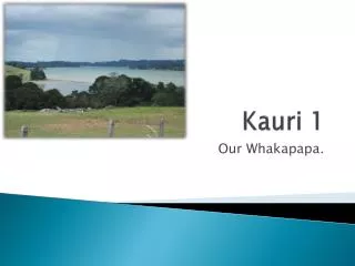 kauri 1