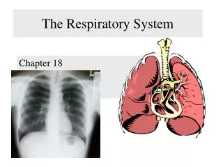 the respiratory system