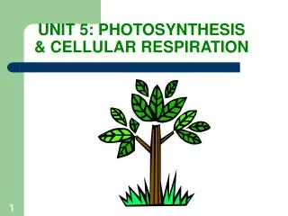 UNIT 5: PHOTOSYNTHESIS &amp; CELLULAR RESPIRATION