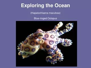 Exploring the Ocean (Hapalochlaena maculosa) Blue-ringed Octopus