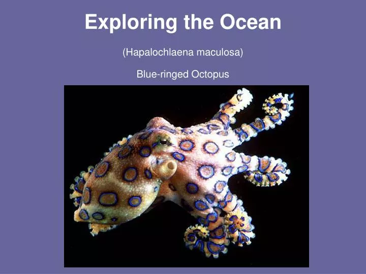 exploring the ocean hapalochlaena maculosa blue ringed octopus