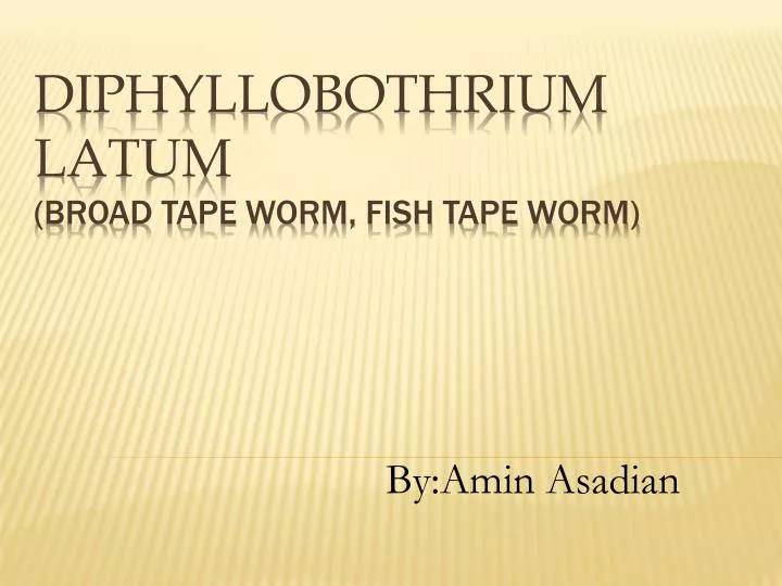 diphyllobothrium latum broad tape worm fish tape worm