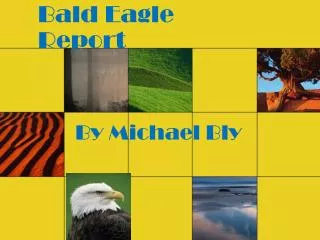 Bald Eagle Report
