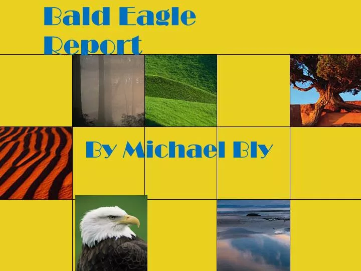 bald eagle report