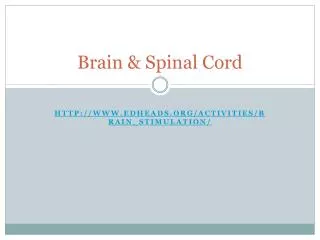 Brain &amp; Spinal Cord