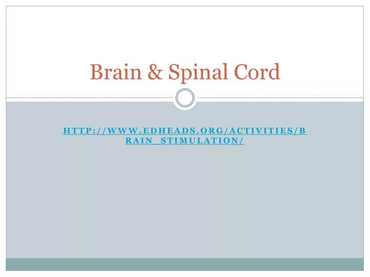 brain spinal cord