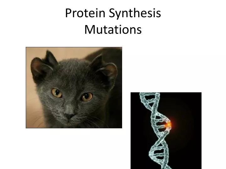 protein synthesis mutations