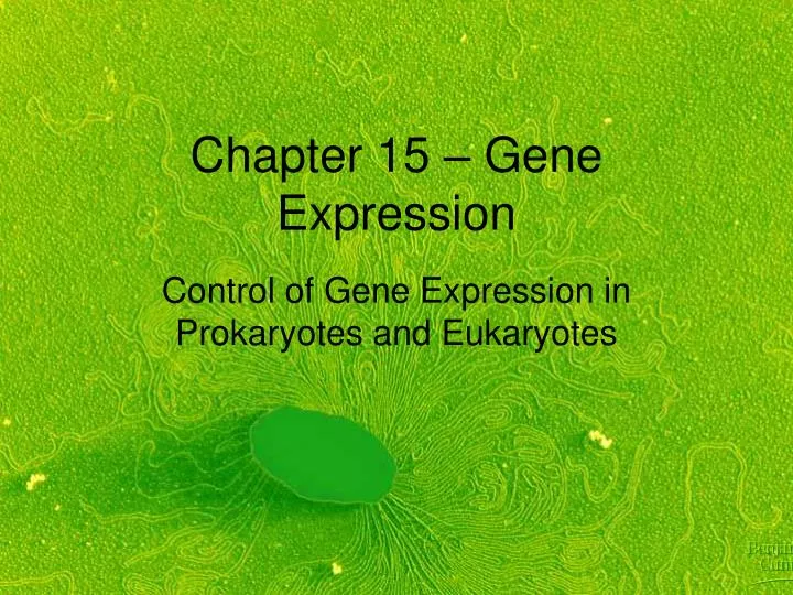 chapter 15 gene expression