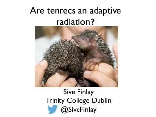 Are tenrecs an adaptive radiation ?