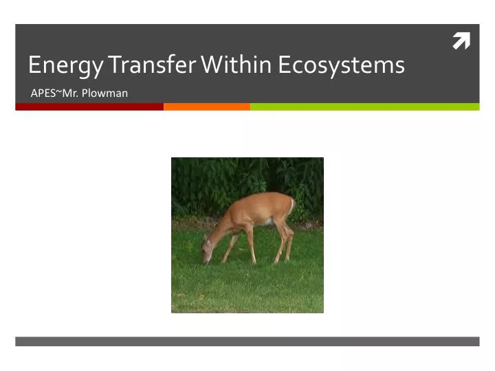 energy transfer within ecosystems