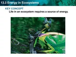 KEY CONCEPT Life in an ecosystem requires a source of energy.