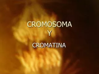 cromosoma y