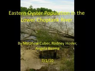 Eastern Oyster Population in the Lower Choptank River