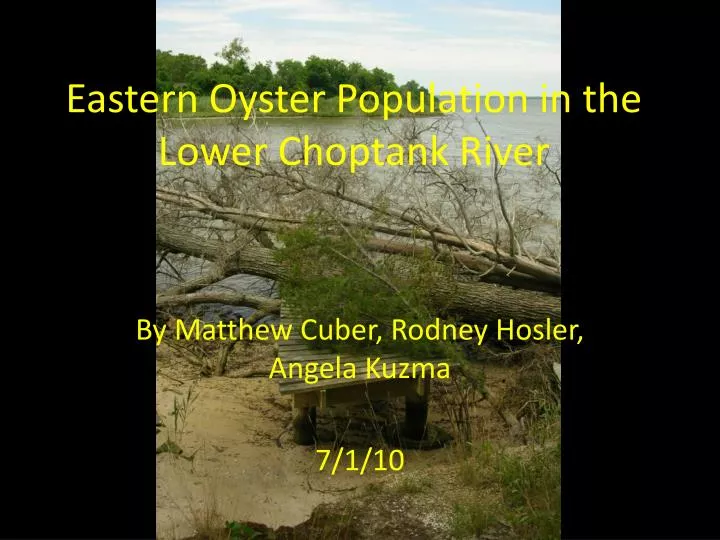 eastern oyster population in the lower choptank river