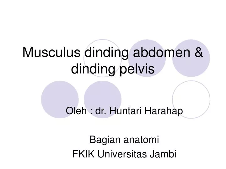 musculus dinding abdomen dinding pelvis