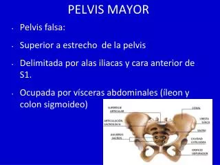 pelvis mayor