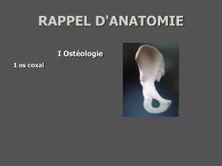 rappel d anatomie