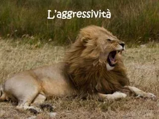 l aggressivit