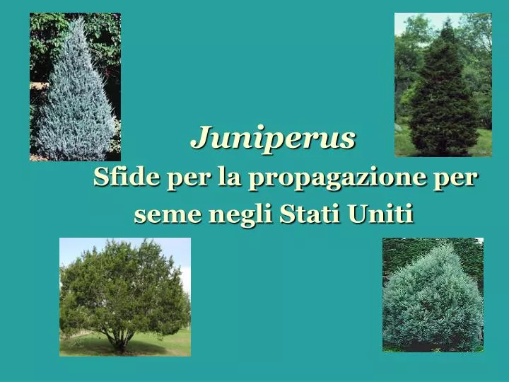juniperus sfide per la propagazione per seme negli stati uniti