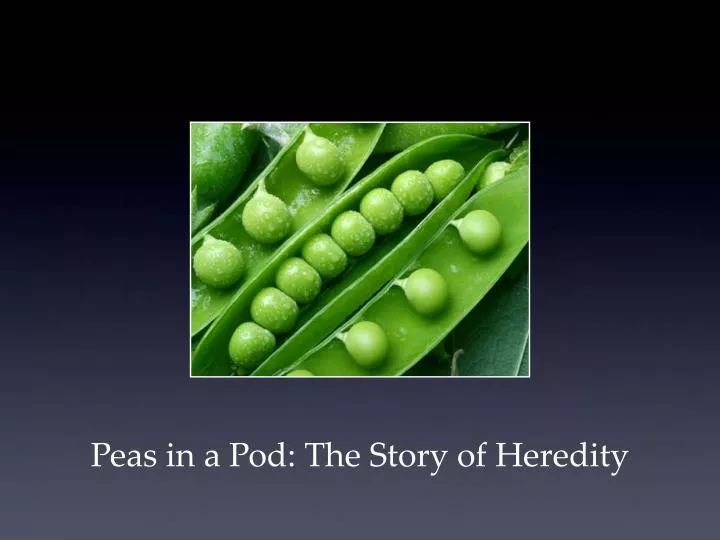 peas in a pod the story of heredity